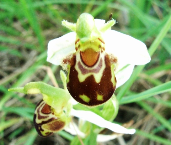 Ophrys apifera   ... in città!!